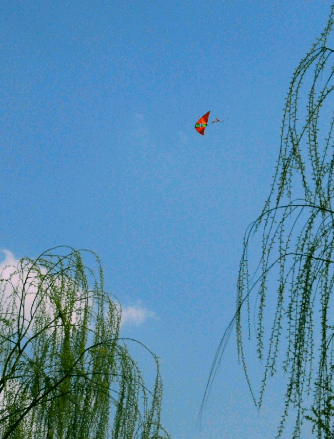 放飞春天 摄影 管乐