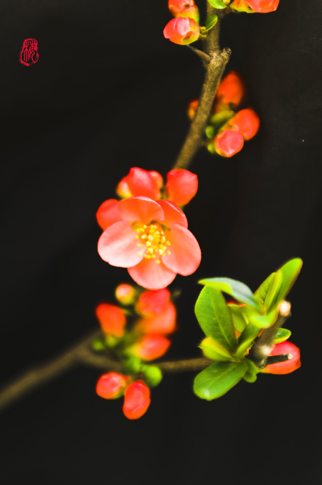 花卉 摄影 阿寅