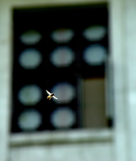 一只蜜蜂飞过我的窗前 摄影 华西坝