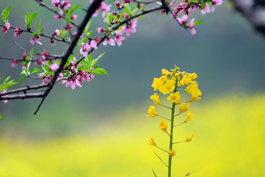 桃花儿红菜花儿黄 摄影 -深山红叶-