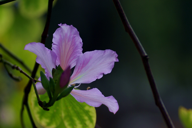 紫荆花 摄影 center