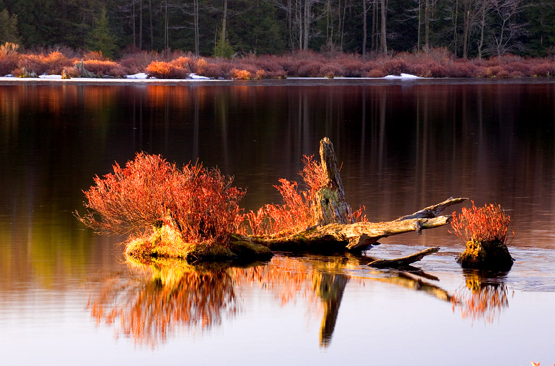 Black Moshannon Park, PA, USA 摄影 yuhan