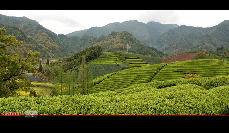 茶园风光 摄影 千岛湖