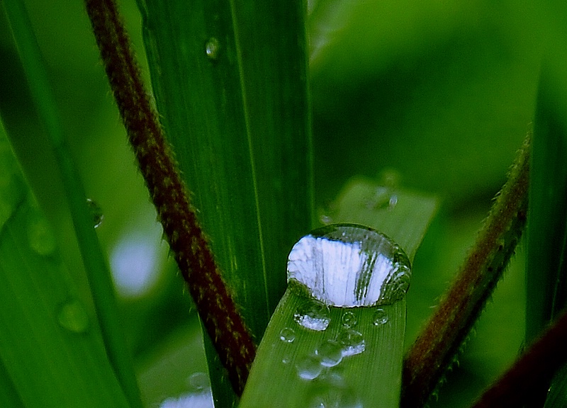 露珠上的春--1 摄影 三峡猿