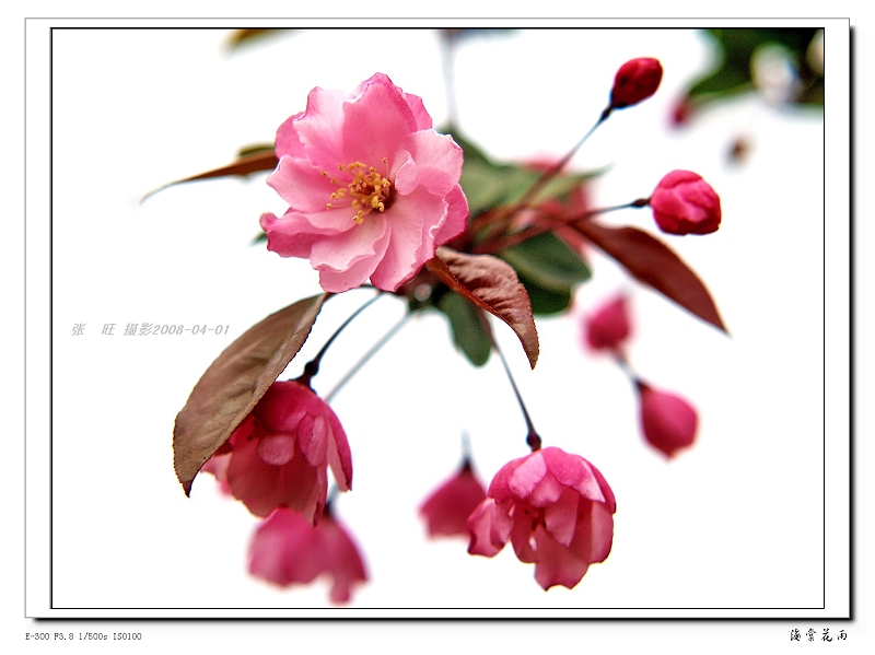 花雨 摄影 爱枫叶