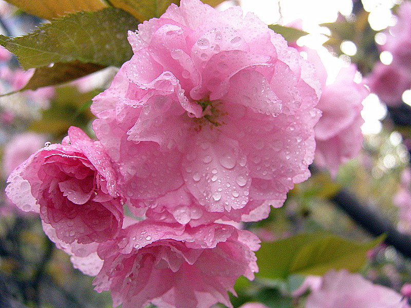 樱花1 摄影 雨婷