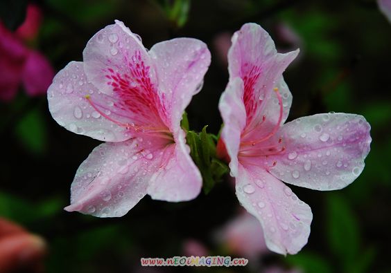 雨中的花 摄影 雨v季