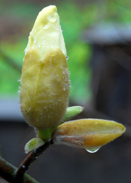 雨中花蕾 摄影 老百姓