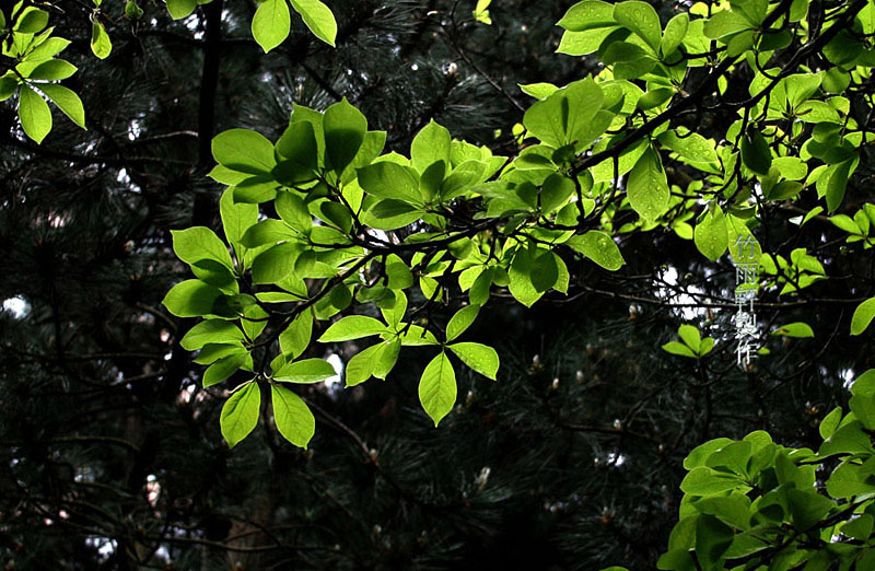 春光無限 摄影 Bamboos