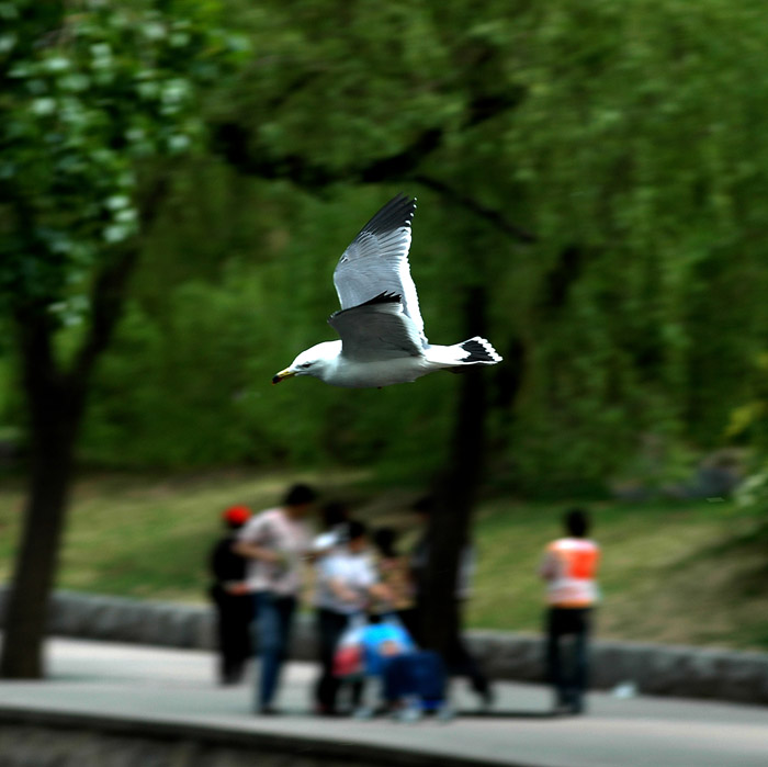 练习抓拍 摄影 大蔡鸟