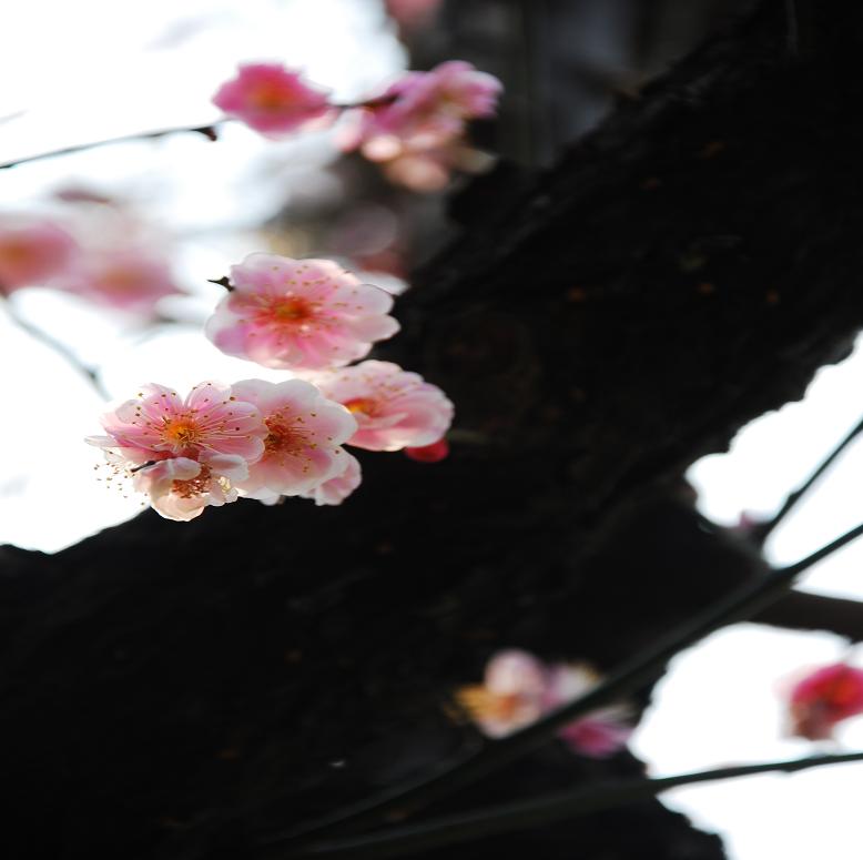 梅花图 摄影 七月流星