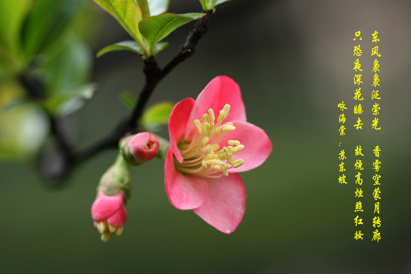 海棠韵(微距昆虫花卉51) 摄影 wangshihua