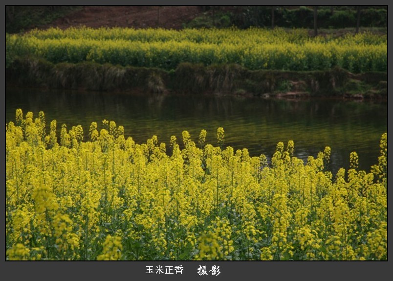 柔情似水 摄影 玉米正香