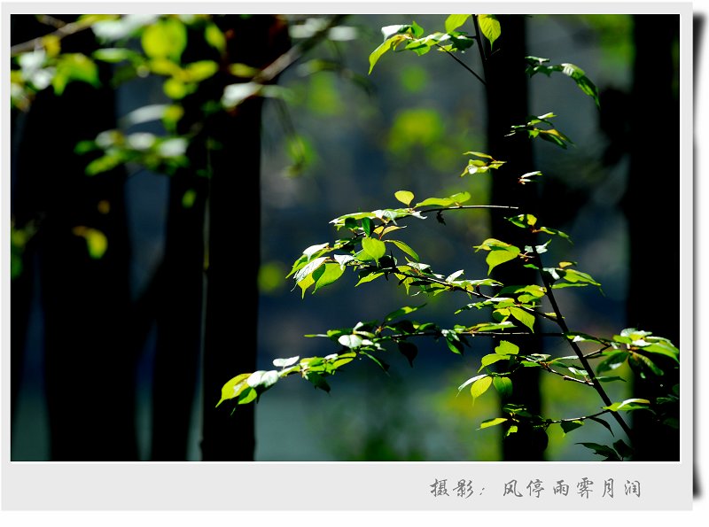 春之叶 摄影 风停雨霁月润