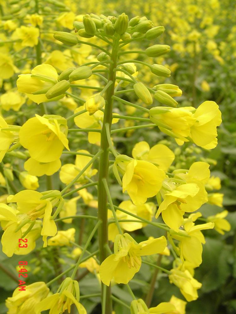 油菜花开 摄影 荒郊野外