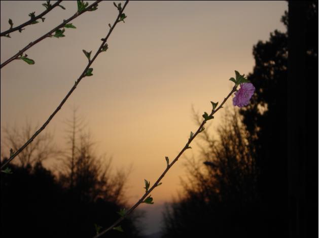 夕阳与花 摄影 皇城下的孤独