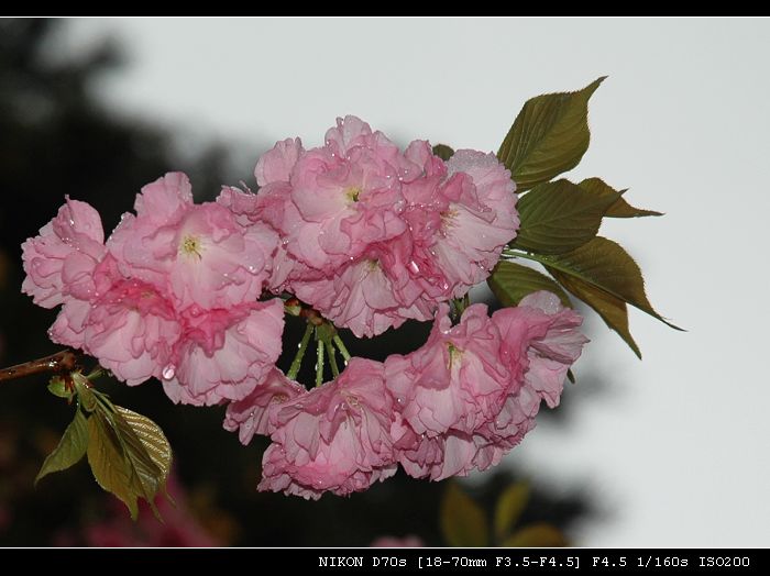 花季 摄影 雨v季