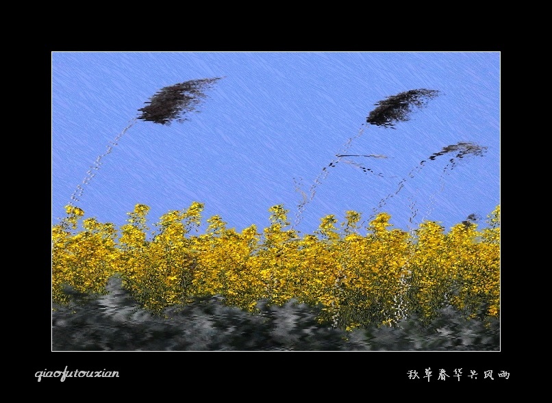 秋草春花共风雨 摄影 南山樵夫