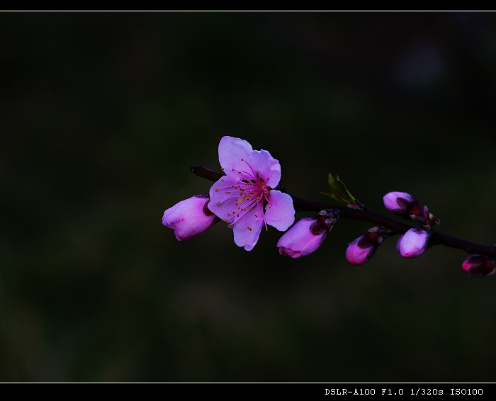 桃花 摄影 laoyu49