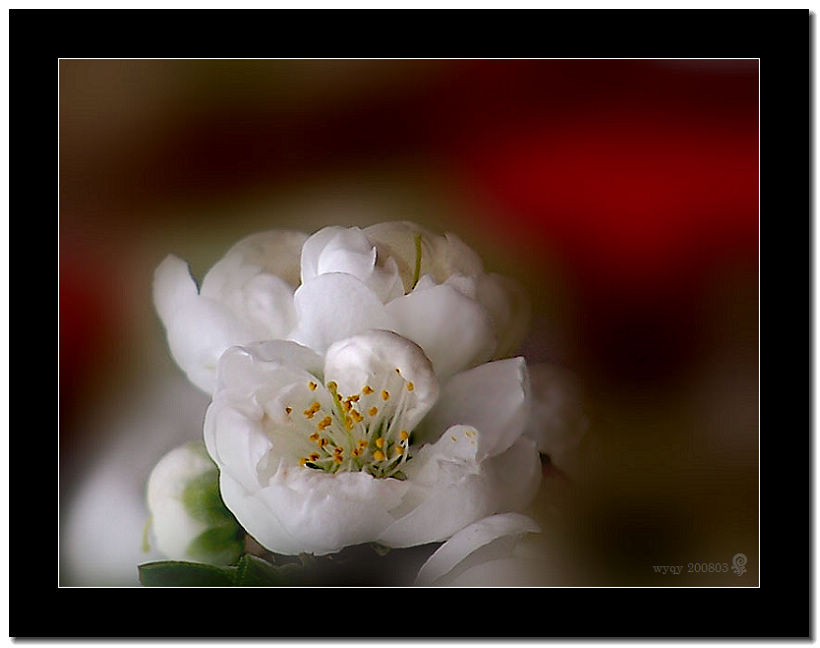 春花锦簇（3） 摄影 无香茉莉