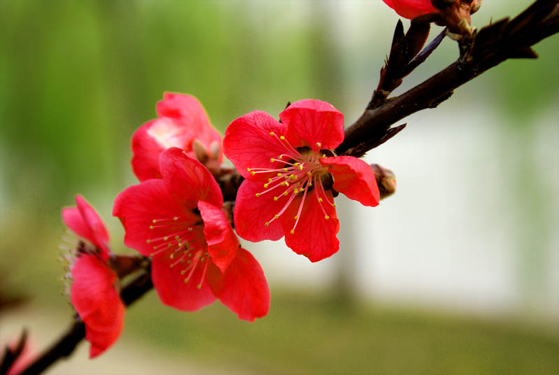 桃花 摄影 小摄虾