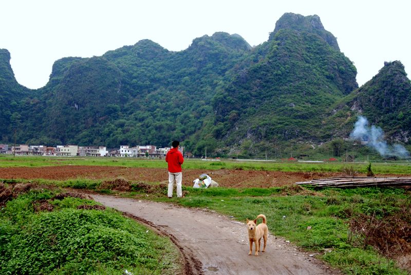 观察 摄影 都市狐狸