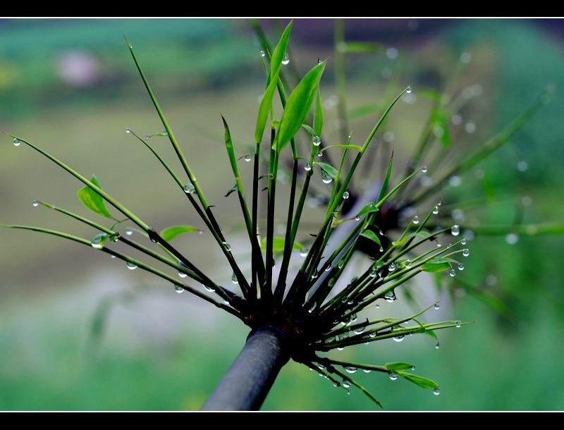 春之雨 摄影 幺筒