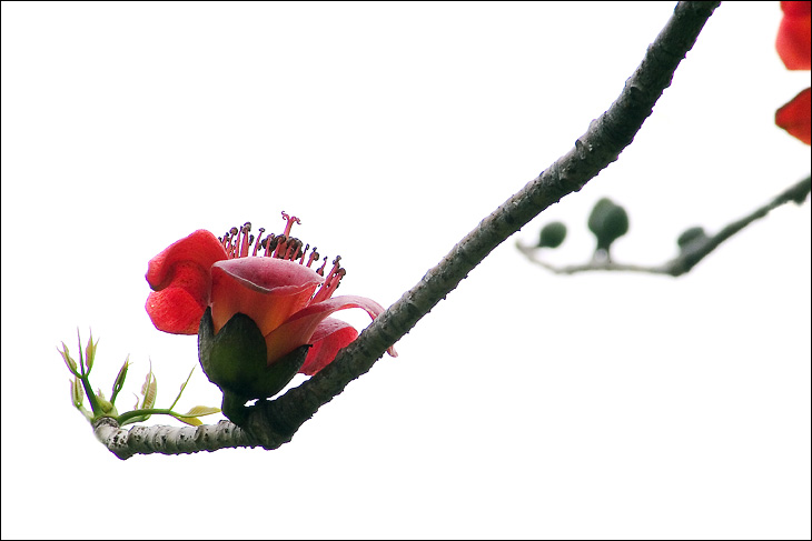 英雄花开 摄影 暂无事帮得