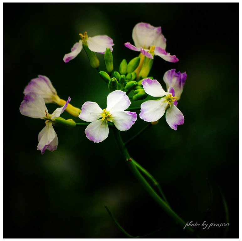 婺源----油菜花香 摄影 jixu1000