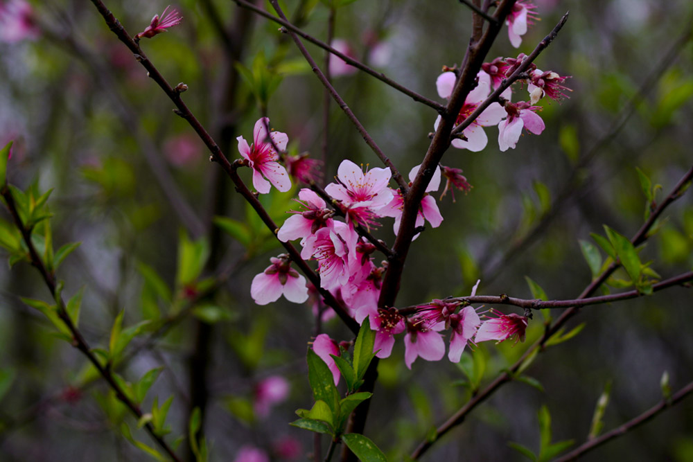 3月的桃花 摄影 流浪的硬盘