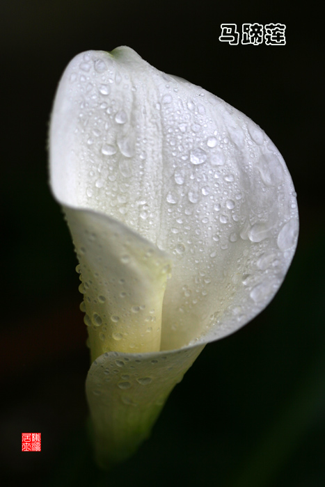 雨中的马蹄莲! 摄影 桃源居士