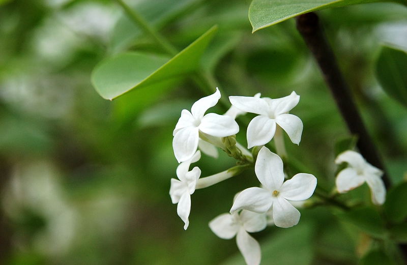 丁香花 摄影 dt2022