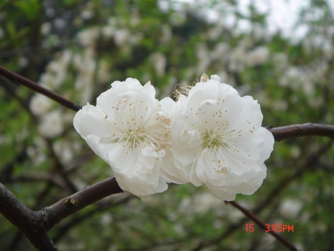 桃花 摄影 爱花雨童