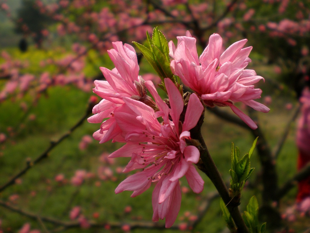 花 摄影 彩云追月