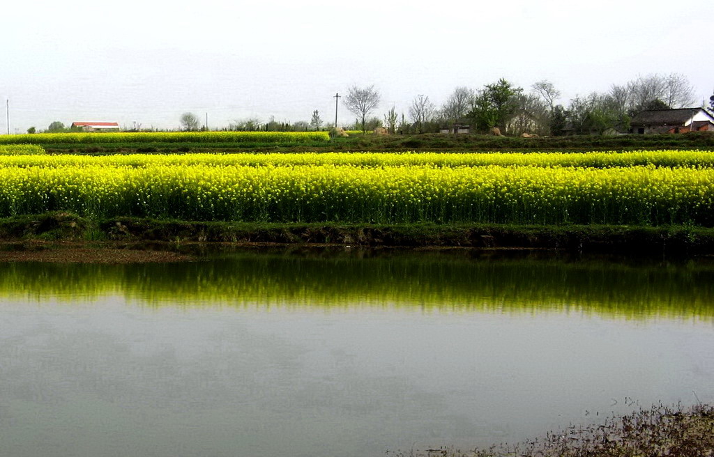 池塘水影油菜黄 摄影 华绿