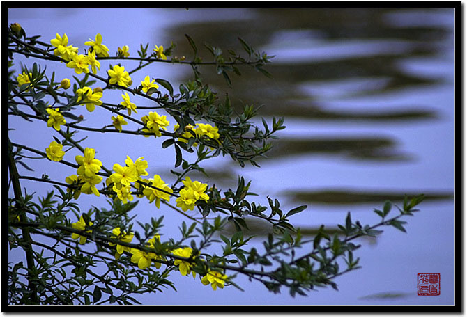 水边的迎春花 摄影 艺圃花匠