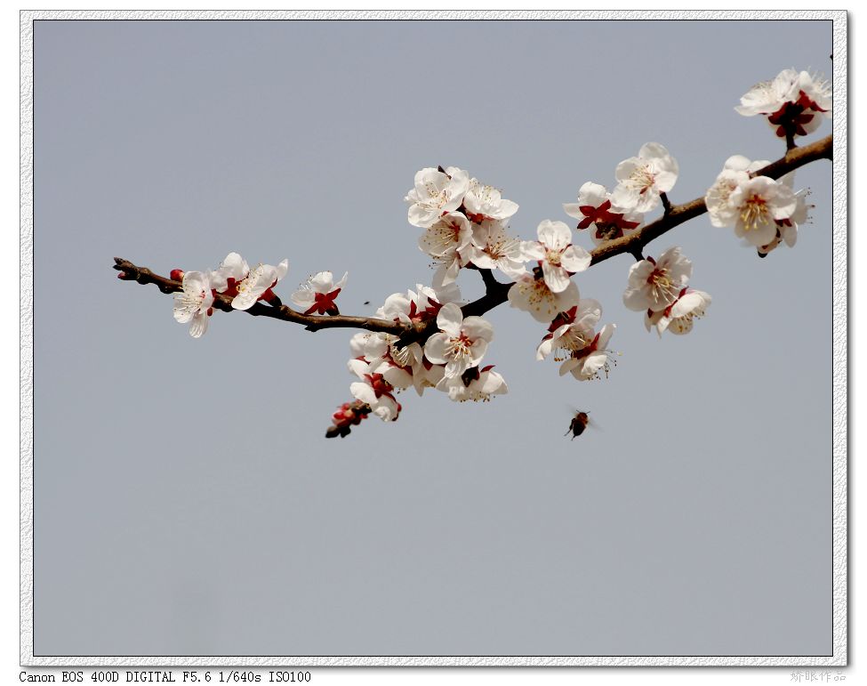 蜂恋花 摄影 娇眼