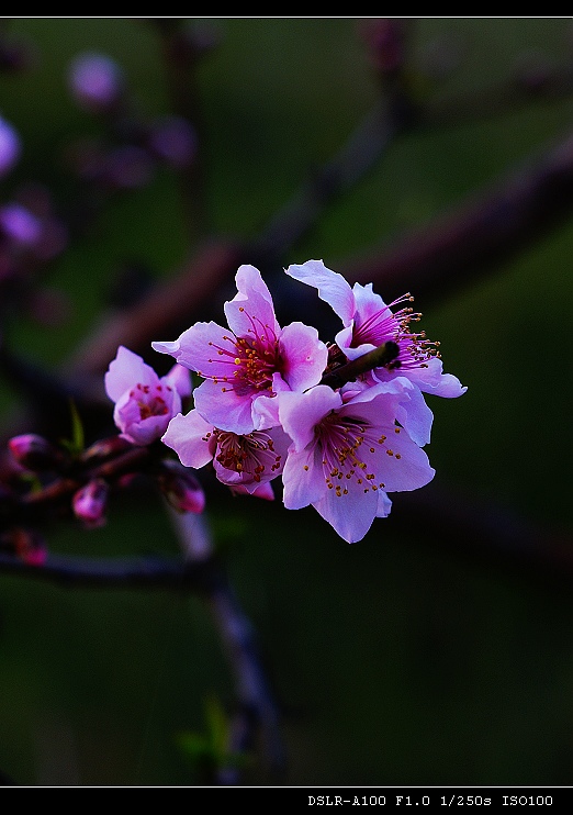 桃花 摄影 laoyu49