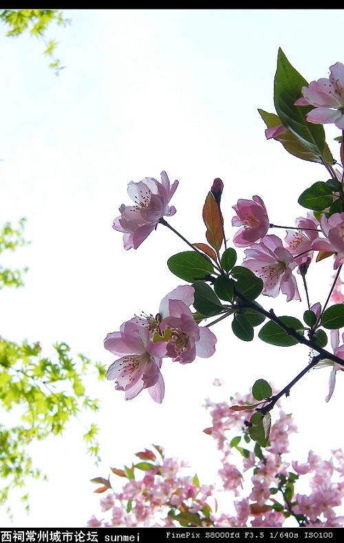 花卉 摄影 凝芸冰澜