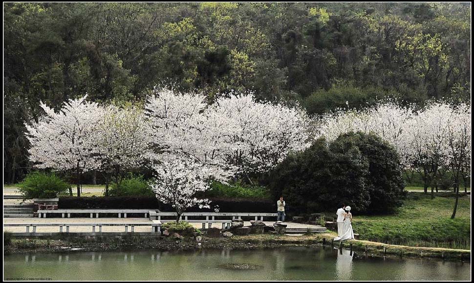 太湖印象——花为媒 摄影 lingsu