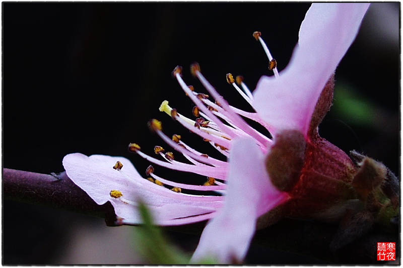 芳菲 摄影 寒夜听竹