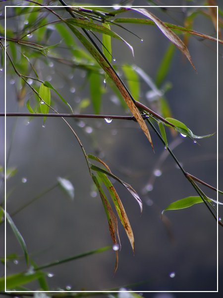 清明时节雨纷纷 摄影 吴云良