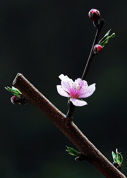 桃花 摄影 永远顺风