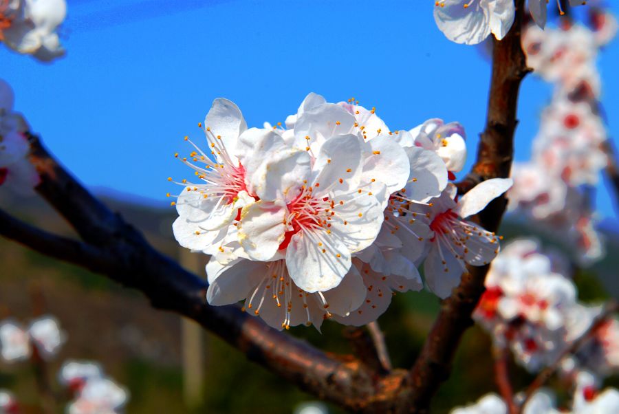 踏青中的桃花 摄影 合静宜真