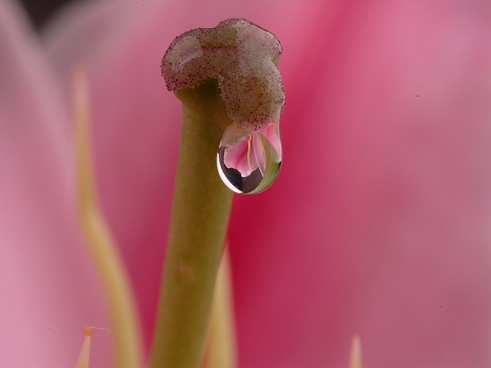 水珠与花 摄影 木子影