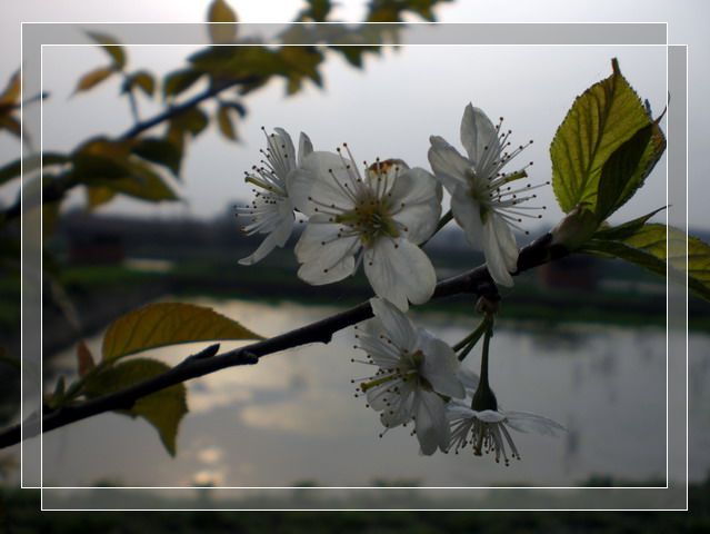 花开 摄影 破曉