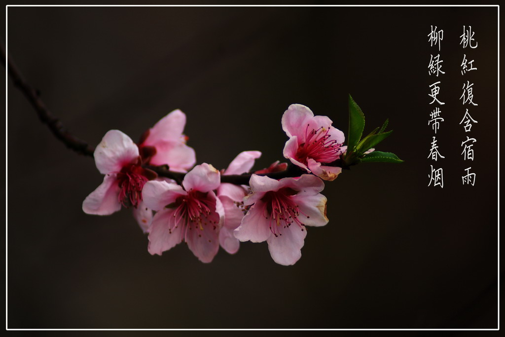 桃红复含宿雨，柳绿更带春烟 摄影 醉里挑灯看剑