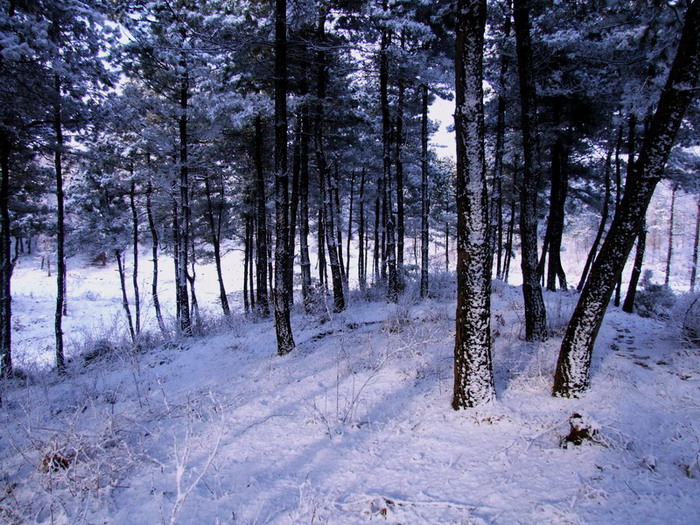 《松林·白雪》 摄影 腊月乡石