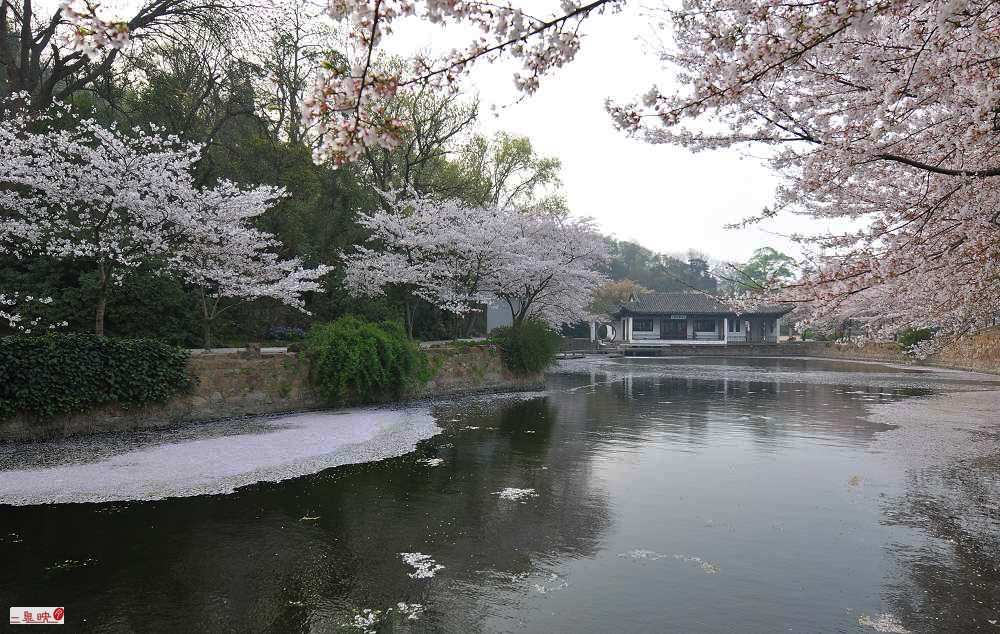 又到樱花飘香时 2 摄影 二泉印月