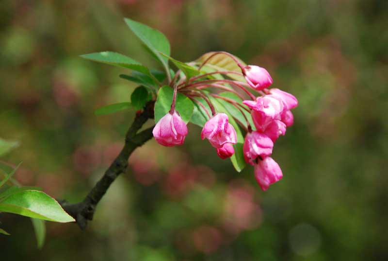 浣花溪之垂丝海棠 摄影 Anlan